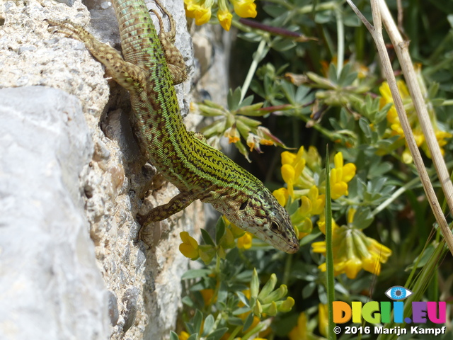 FZ028038 Lizard crawling down rock